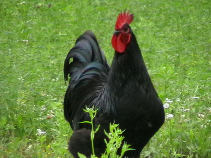 IMGA0860 - G AUSTRALORP NEGRU