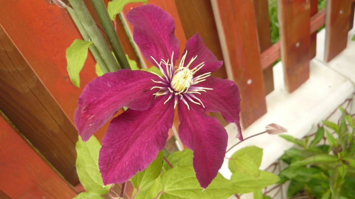 279 - clematite infloriri