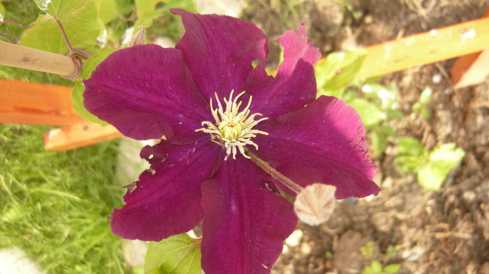 280 - clematite infloriri