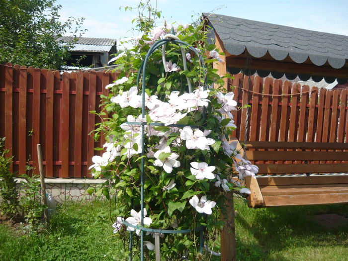 198 - clematite infloriri