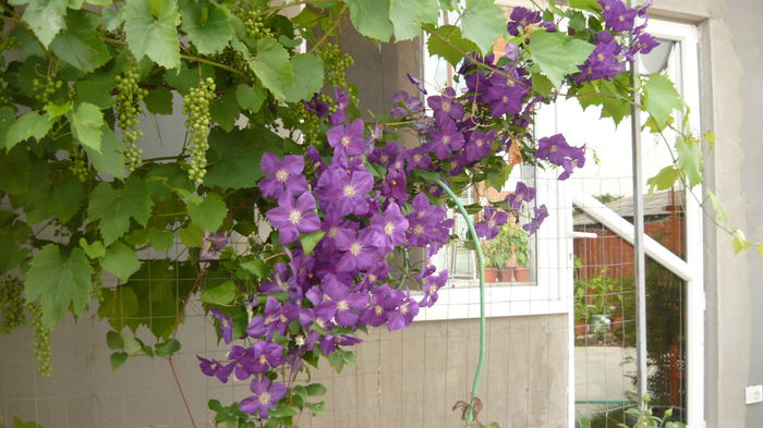 059 - clematite infloriri