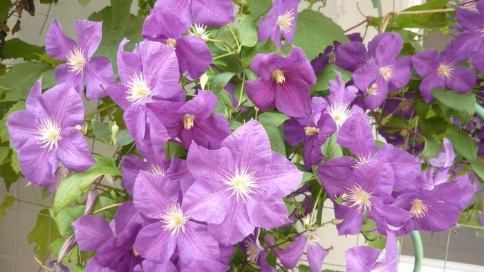 060