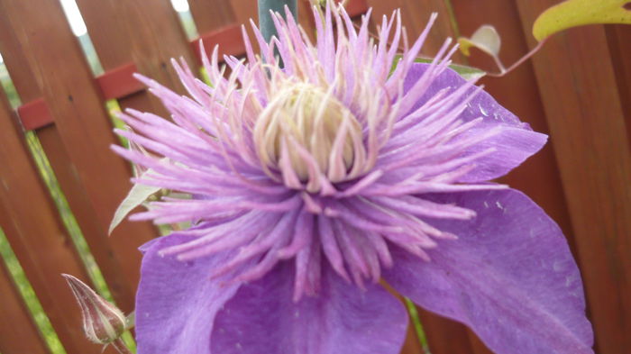 094 - clematite infloriri