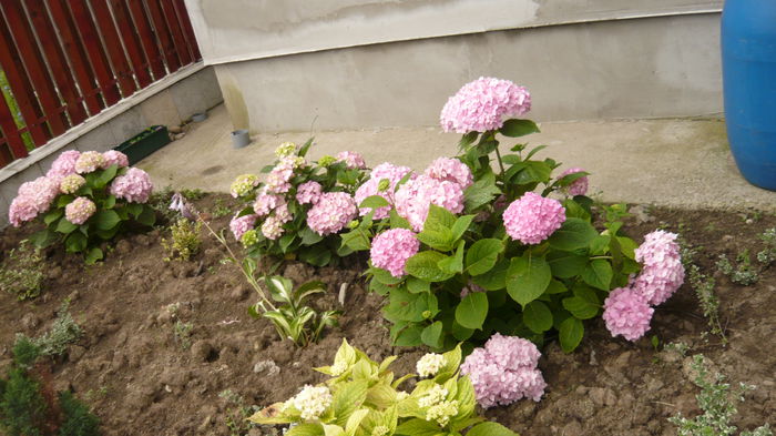 145 - hortensia