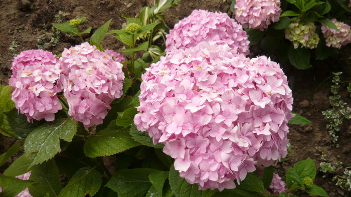 147 - hortensia