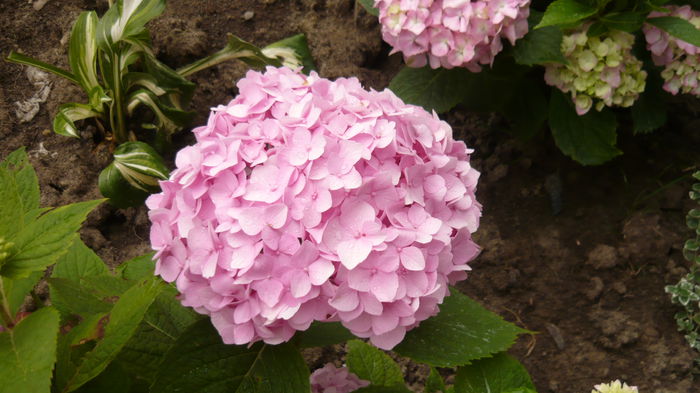 148 - hortensia
