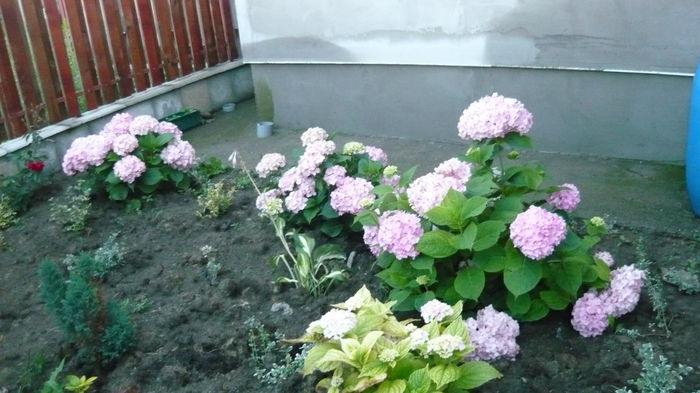 049 - hortensia