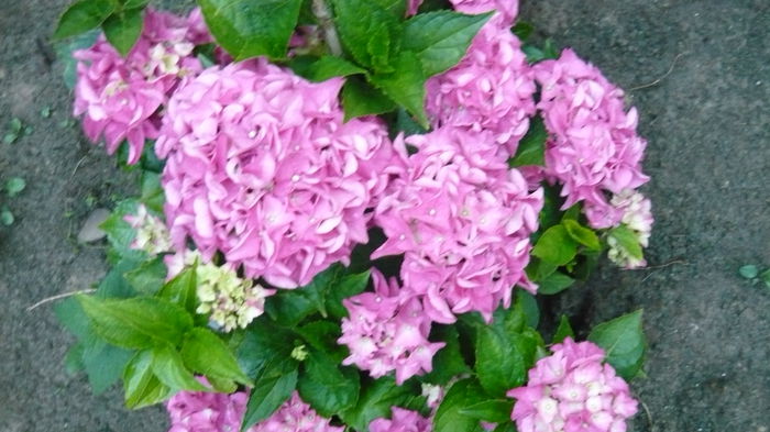 051 - hortensia