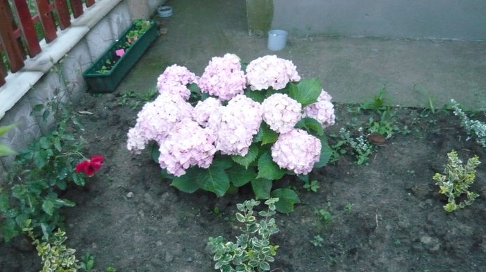 052 - hortensia
