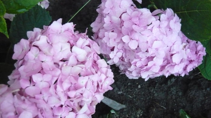 054 - hortensia
