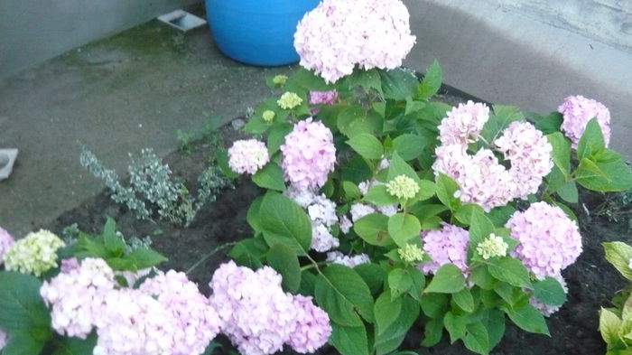 055 - hortensia