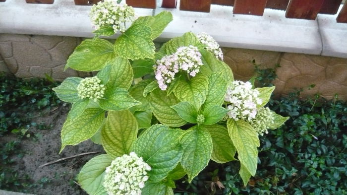 058 - hortensia