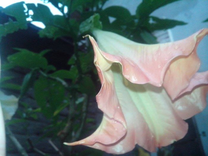 #floarea 34