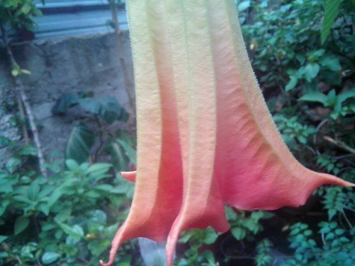 floarea 9