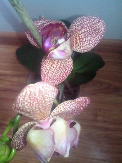 floarea 8