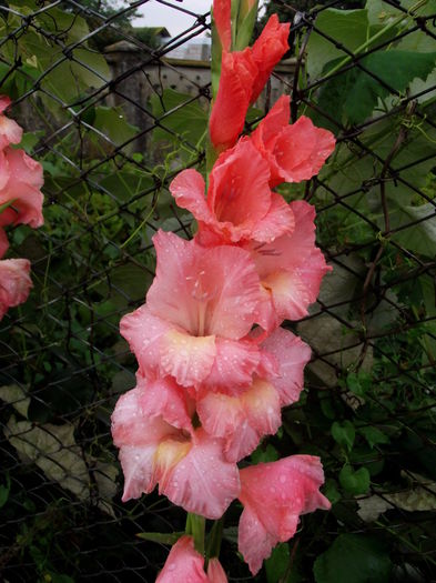 somon cu galben 1 - gladiole