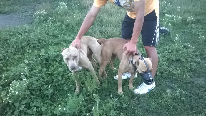 WP_20140705_009 - 3 Igor-Pitbull