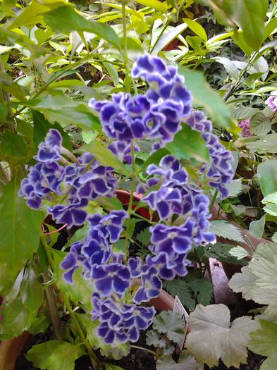 duranta