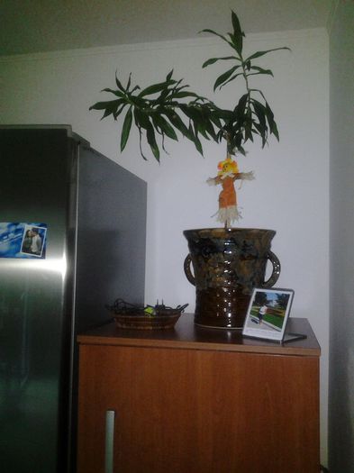 bambus dracena