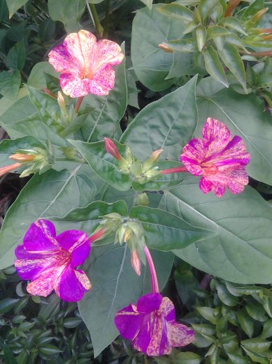 mirabilis