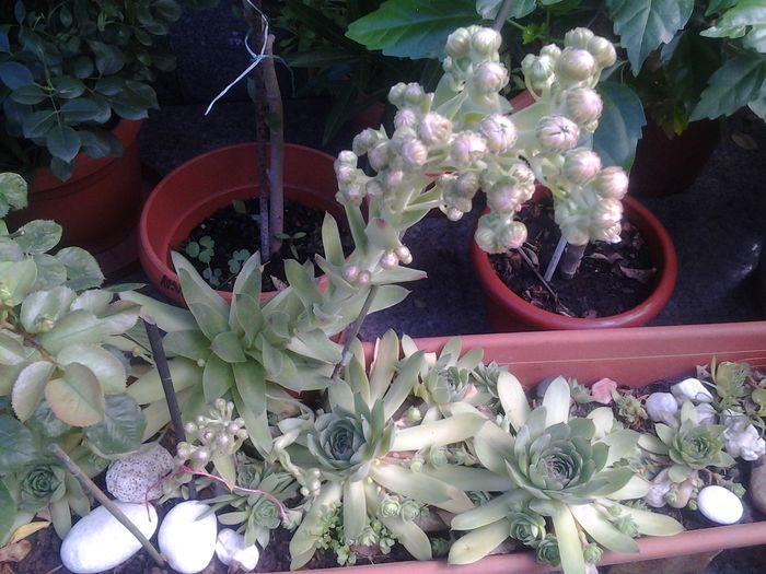 20140712_094608 - iulie 2014