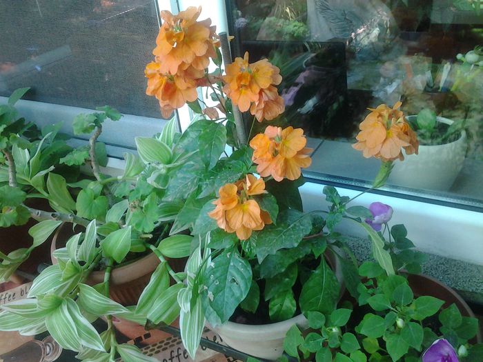 20140712_094951 - iulie 2014