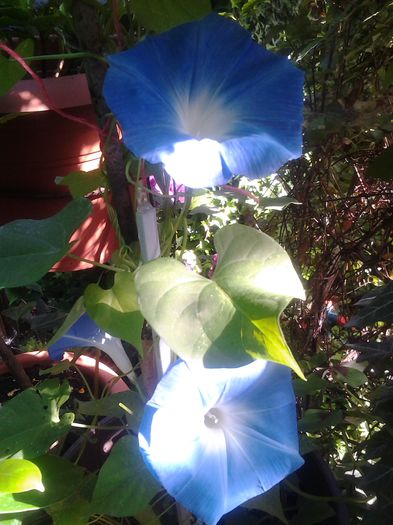 20140712_094815 - iulie 2014