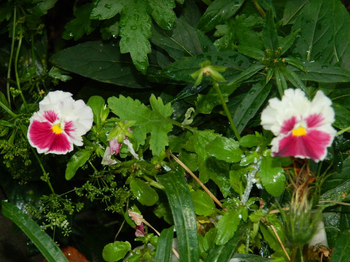 DSCN7272 - IULIE_2_2014