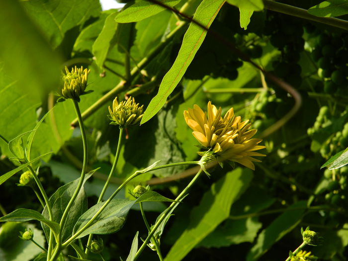 DSCN7288 - IULIE_2_2014