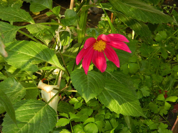 DSCN7298