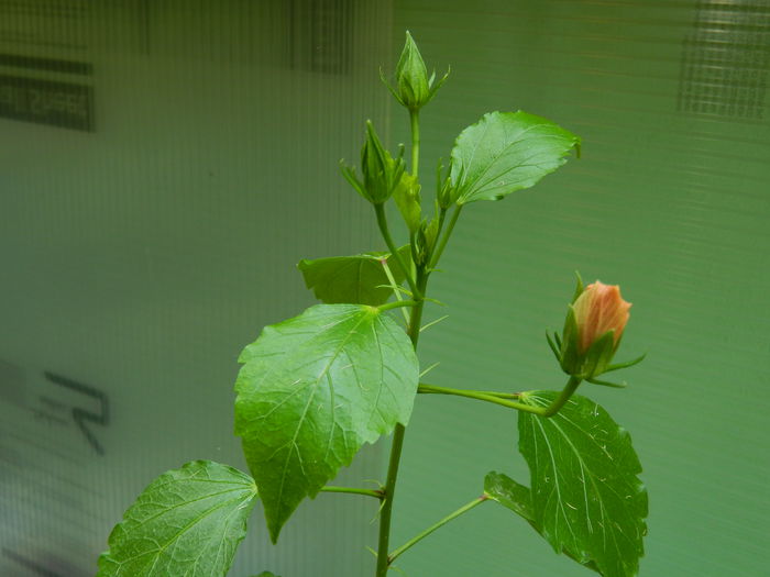 DSCN7314
