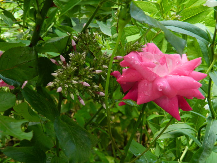 DSCN7320 - IULIE_2_2014