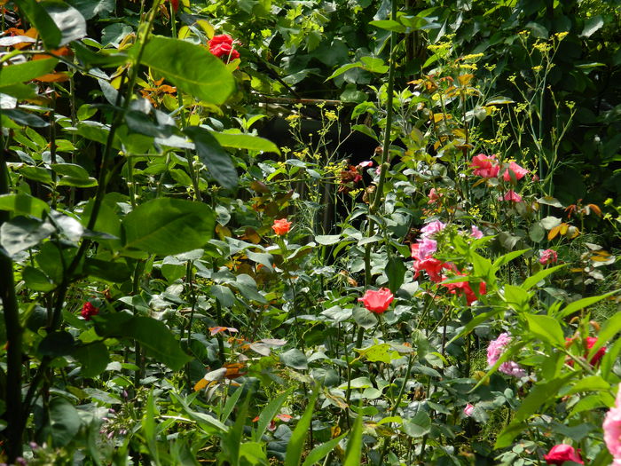 DSCN7327