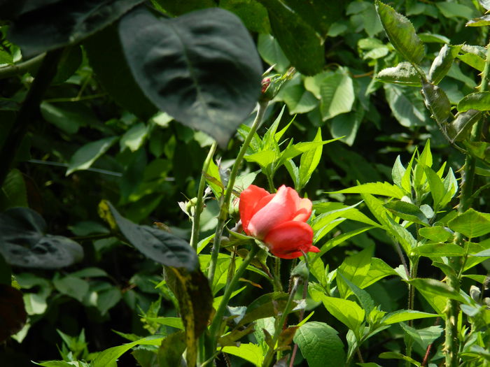 DSCN7334