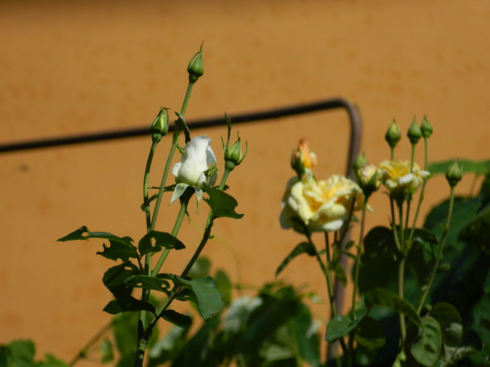 DSCN7343
