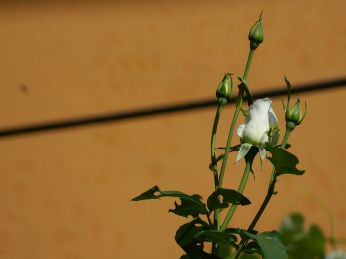 DSCN7345