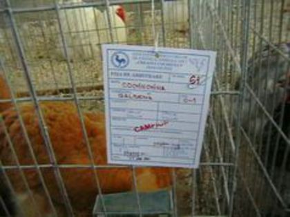 95293673_AFUSSXE3 - EXPOZITII MARAMURES