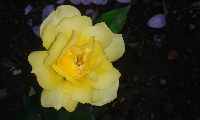 20140628_194245 - trandafiri