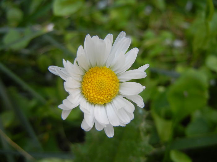 Bellis perennis (2014, July 06) - BELLIS Perennis