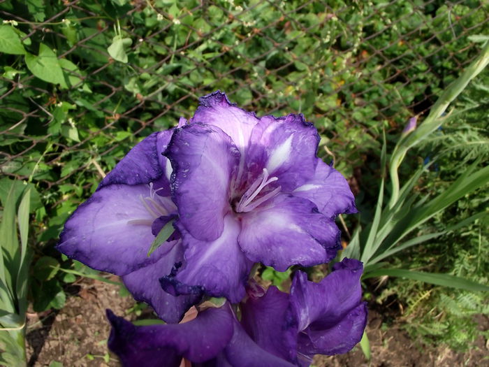 albastru - gladiole