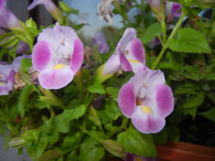 Torenia Rose Dream (2014, July 07)