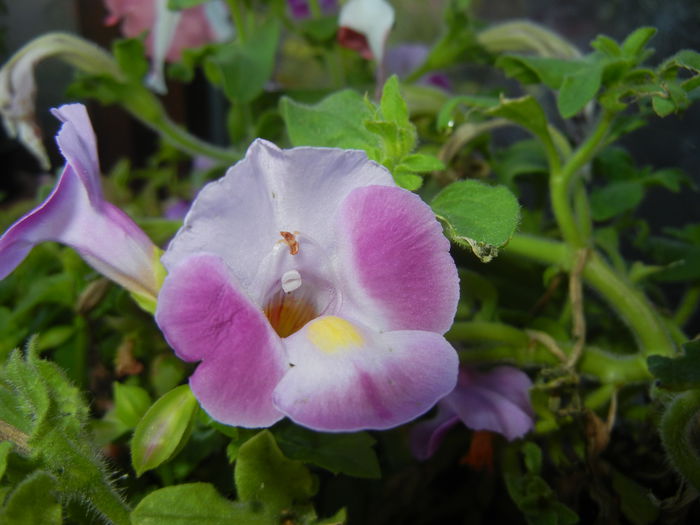 Torenia Rose Dream (2014, July 07)