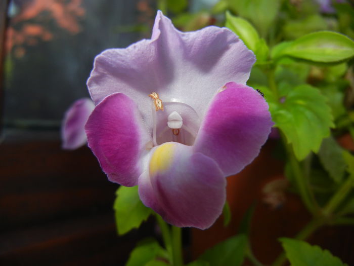 Torenia Rose Dream (2014, July 07)