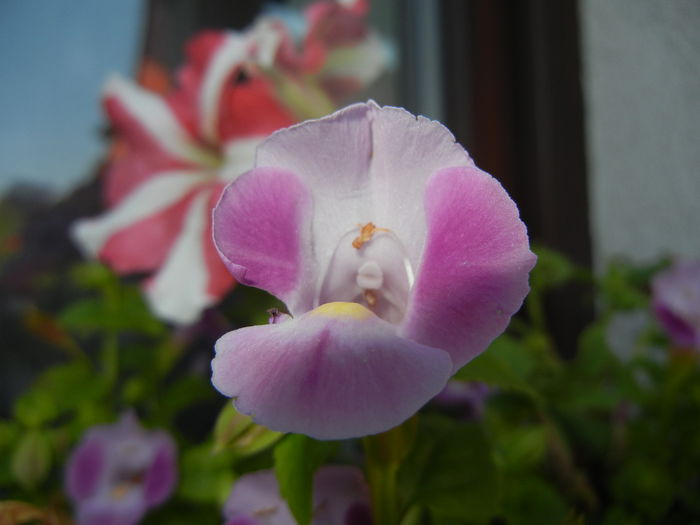 Torenia Rose Dream (2014, July 07)