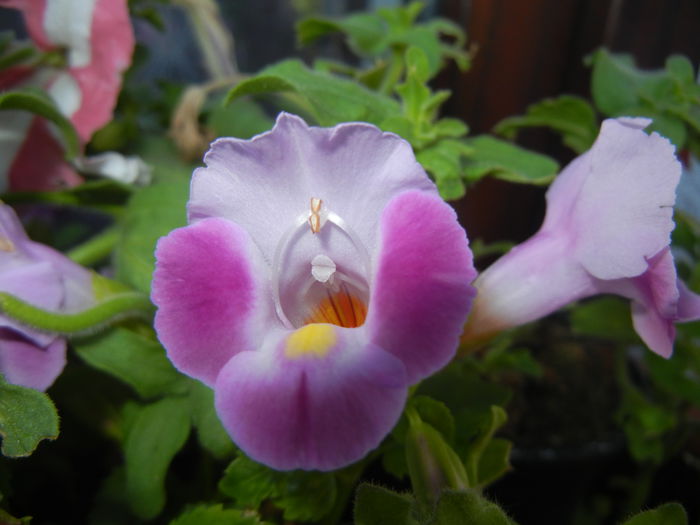 Torenia Rose Dream (2014, July 07)