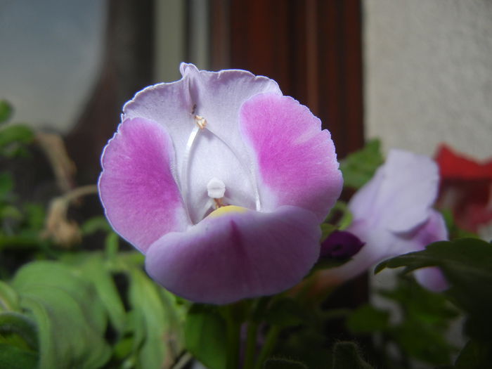 Torenia Rose Dream (2014, July 08) - TORENIA Rose Dream