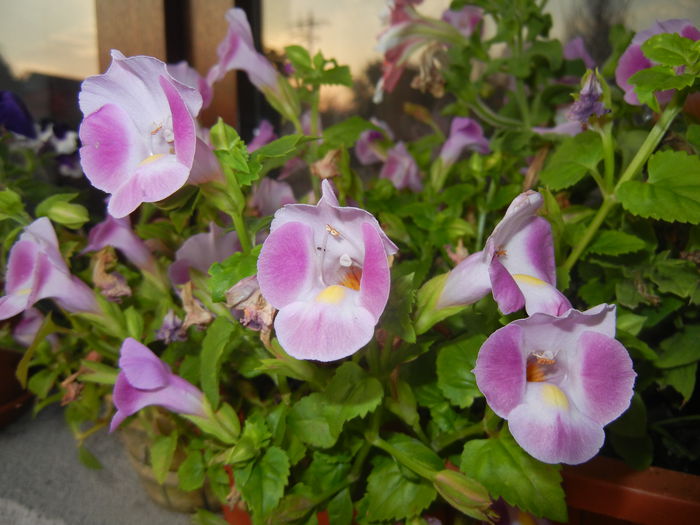 Torenia Rose Dream (2014, July 08) - TORENIA Rose Dream