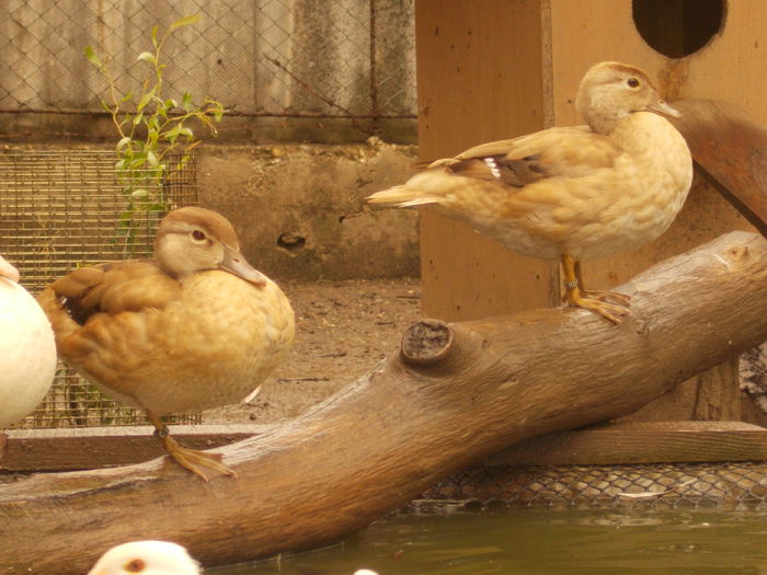 carolini galbeni 2014