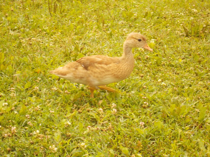 mandarin galben 2014