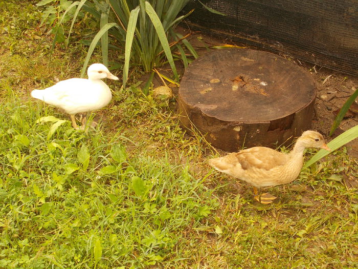 mandarin galben si carolin alb